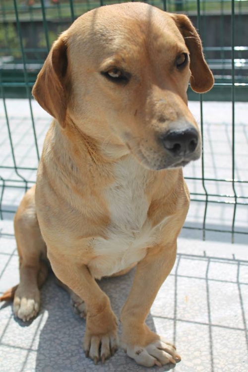 მეტისი ლედი