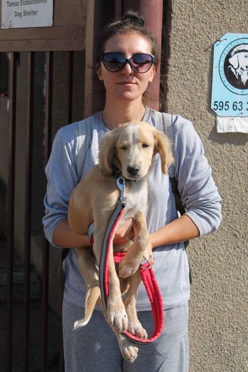 კოკერსპანელის მეტისი უსახელო