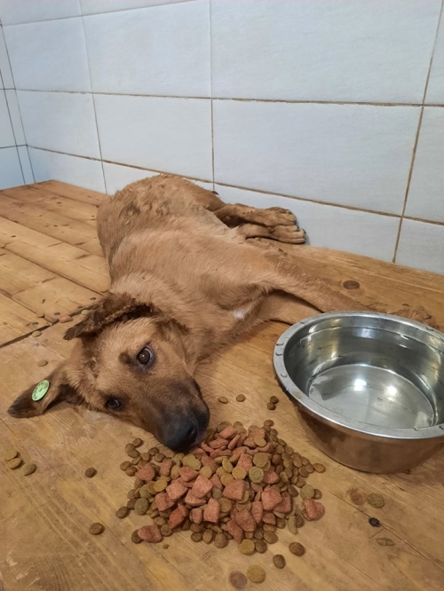 მეტისი ნახალოვკა