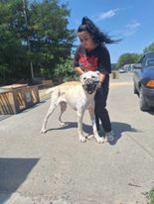 ქართული ნაგაზი საგარეჯო