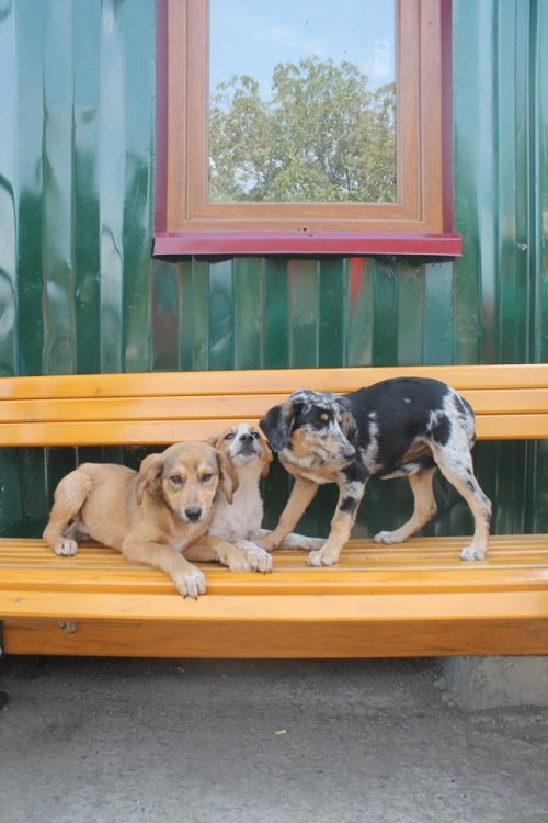 მეტისის ლეკვები უსახელო