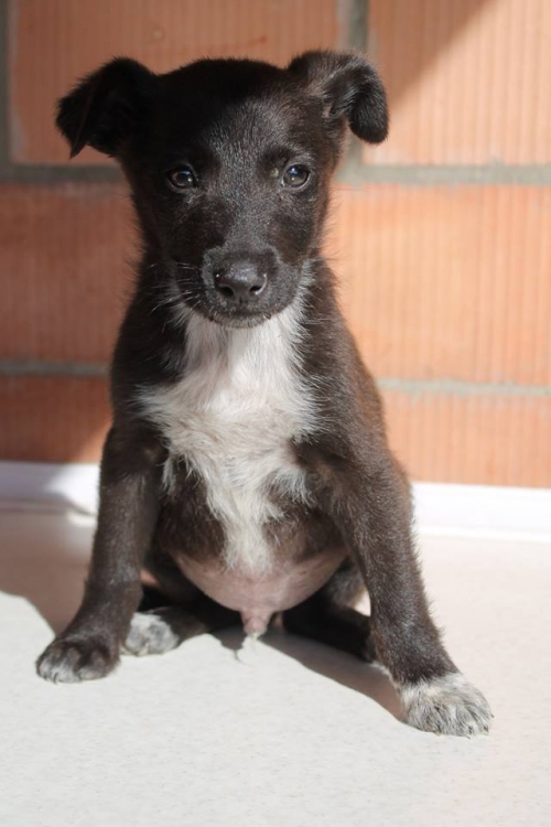 მეტისი უსახელო