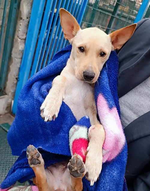 მეტისი აფრიკა