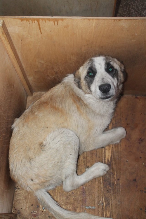 ქართული ქოფაკი ლომა