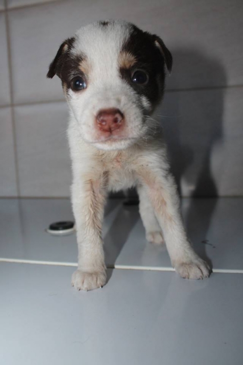 მეტისი უსახელო