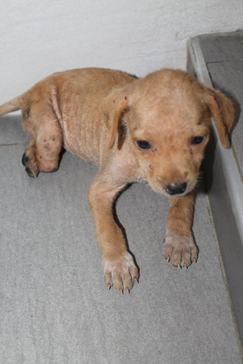 მეტისი უსახელო