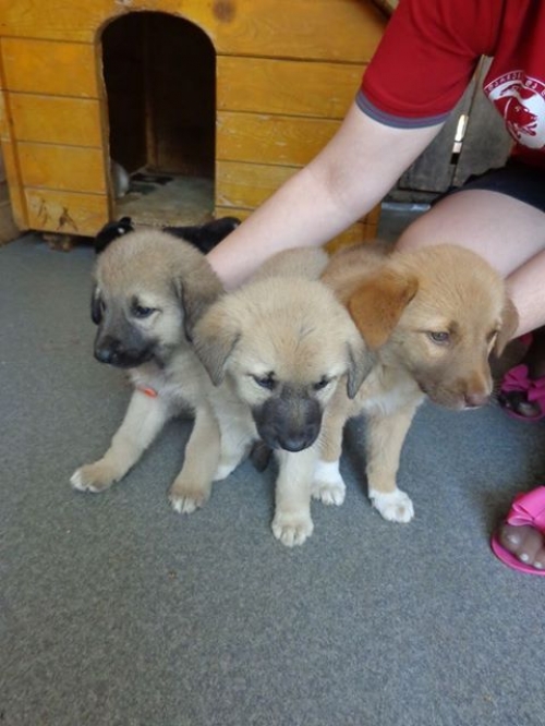 მეტისი უსახელო