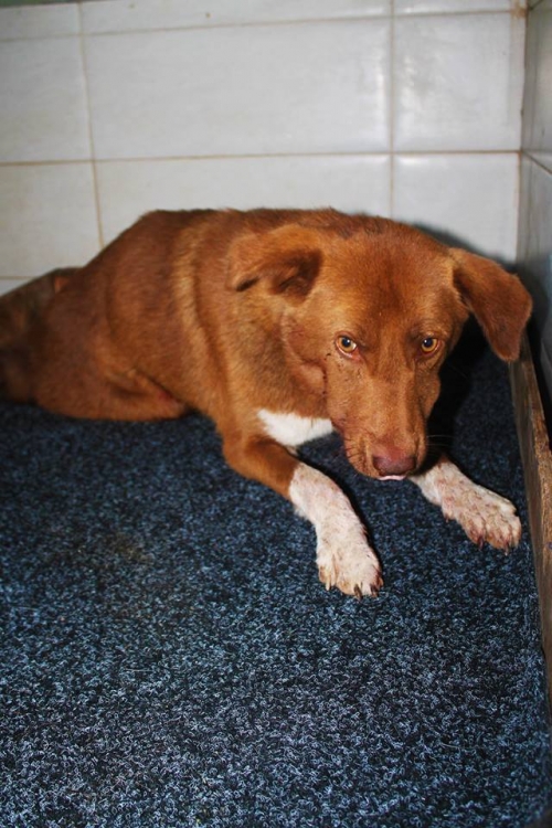 მეტისი უსახელო