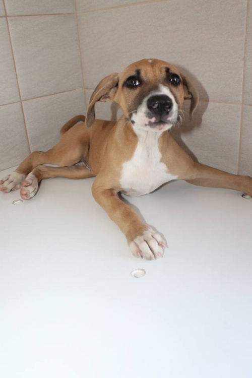 პიტი ბონი