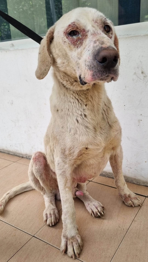 მეტისი გიორგი წმინდა გლდანის რაიონი