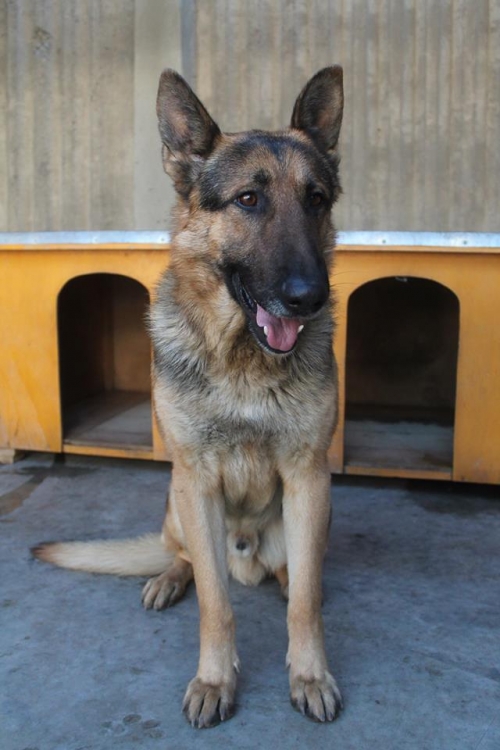 გერმანული ნაგაზი უსახელო