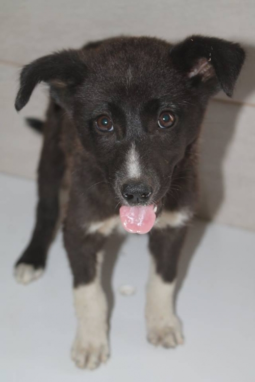 მეტისი უსახელო