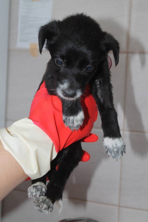 მეტისი ბუბუ