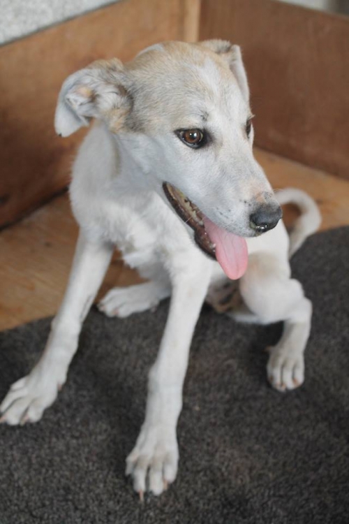 მეტისი მურა