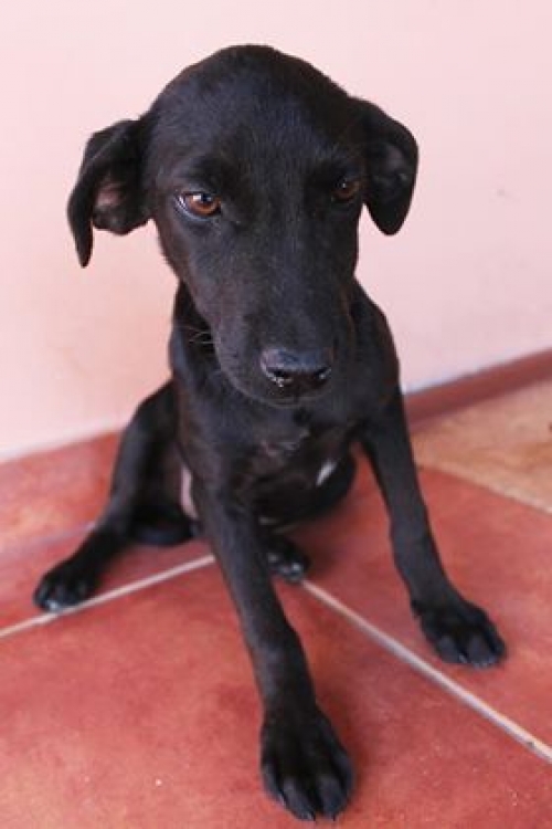 მეტისი უსახელო