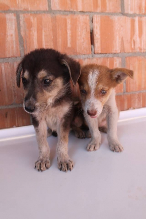 მეტისი უსახელო