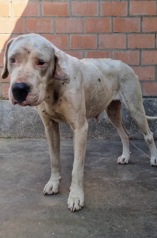 არგენტინული დოგი საჩხერეს რაიონი