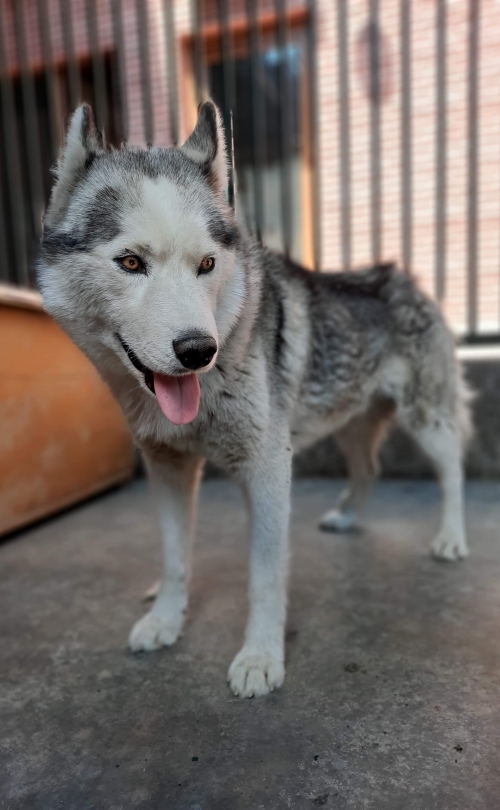 ლაიკა იგოეთი