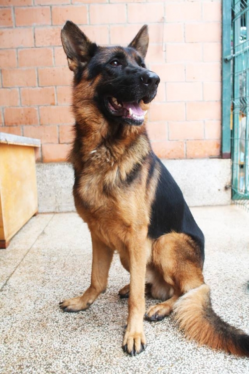 გერმანული ნაგაზი უსახელო2