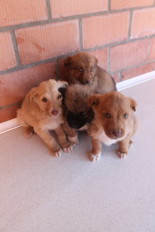 მეტისის ლეკვები უსახელო