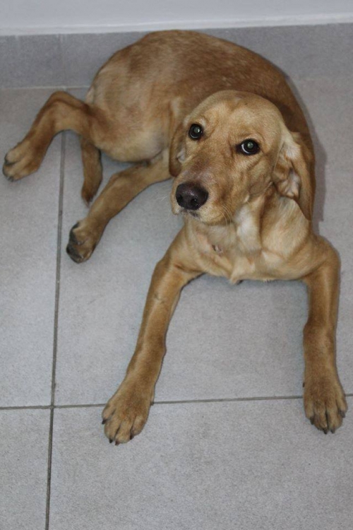 მეტისი უსახელო