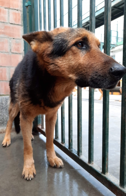 გერმანული ნაგაზი უსახელო