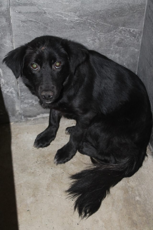 მეტისი ლაქი