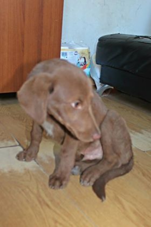 მეტისი უსახელო