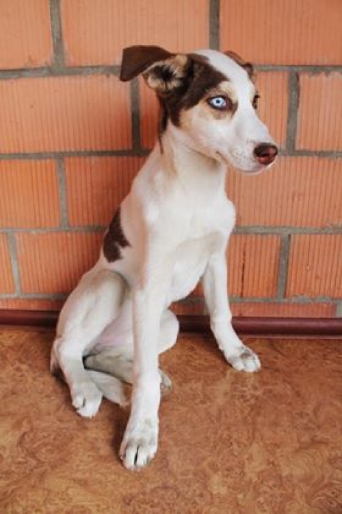 მეტისი უსახელო