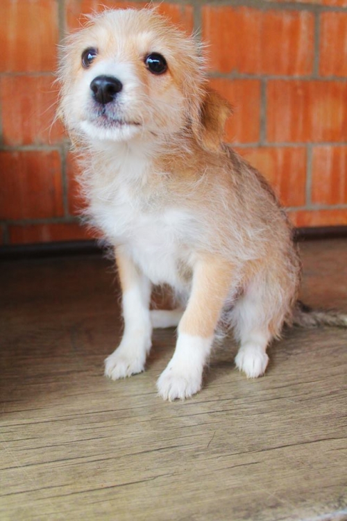 ბალონკა ჯესი