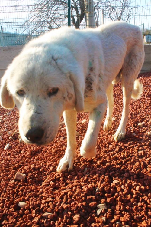 ქართული ქოფაკი უსახელო