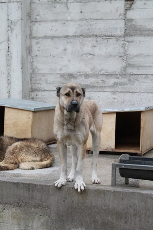 ქართული ქოფაკი უსახელო