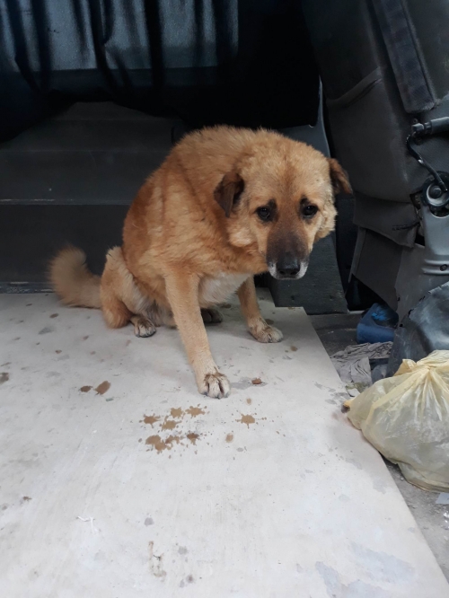 მეტისი ავჭალა ნინო ბერიძე