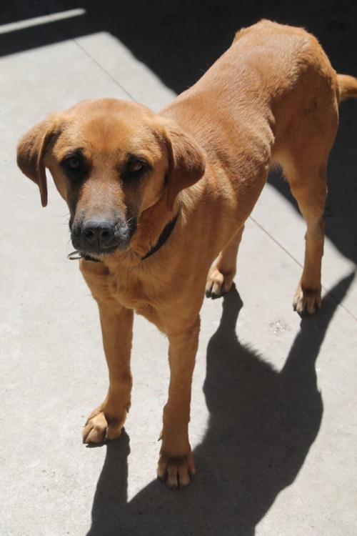 მეტისი სემი