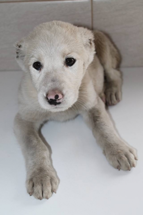 ქართული ნაგაზი უსახელო