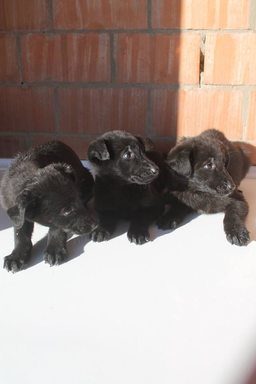 გერმანული ნაგაზის მეტისი უსახელო