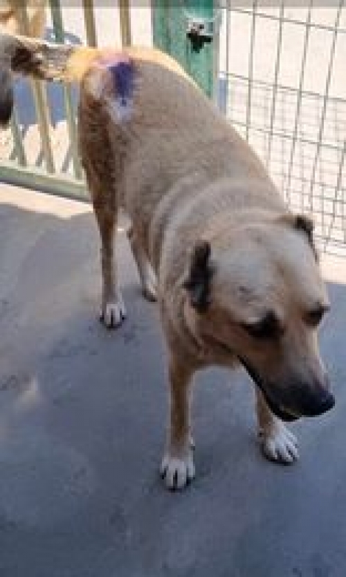 ქართული ნაგაზი დიდ დიღომში პეტრიძის ქუჩა