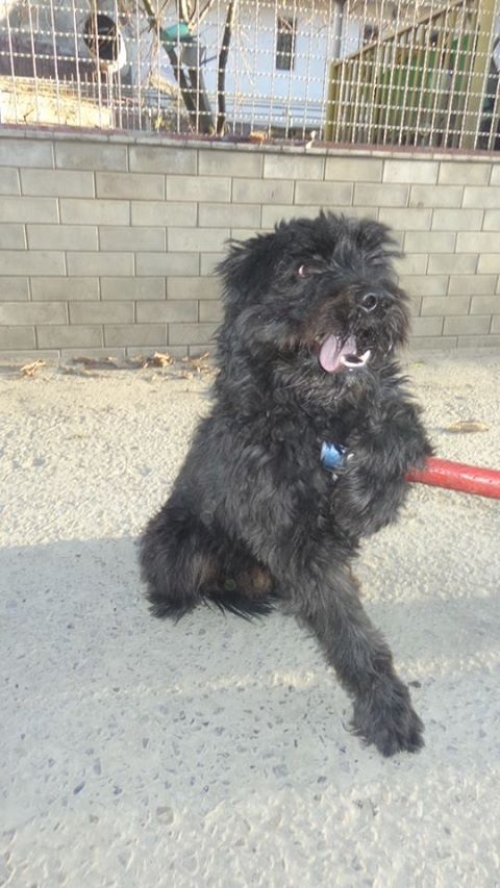 ტოი ტერიერ მაქსი