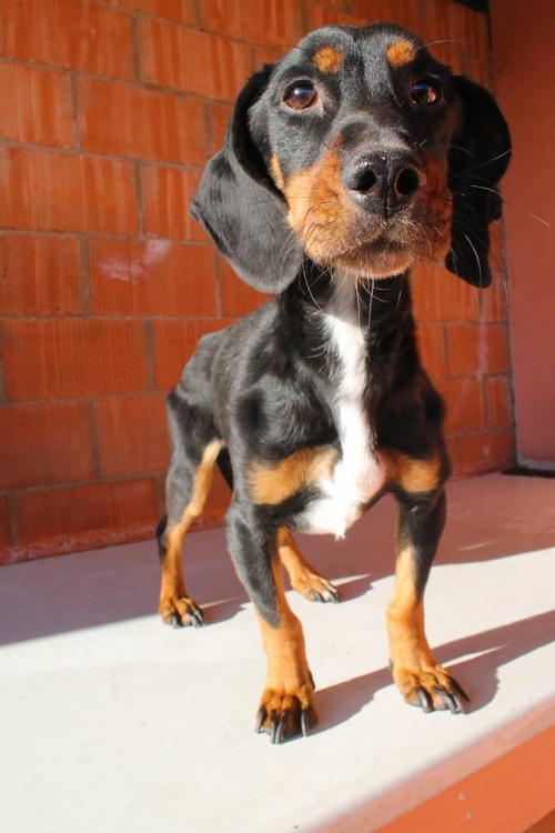 ტაქსა რექსი