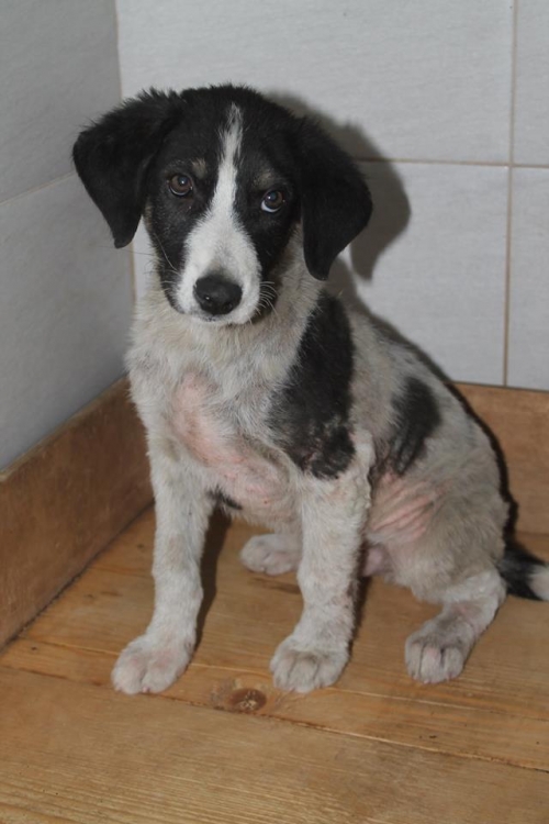 მეტისი უსახელო