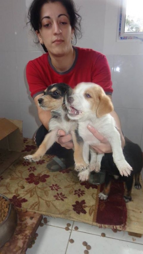 მეტისის ლეკვები უსახელოები