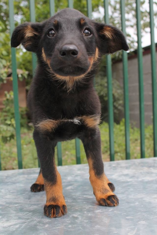 გერმანული ნაგაზის მეტისი უსახელო