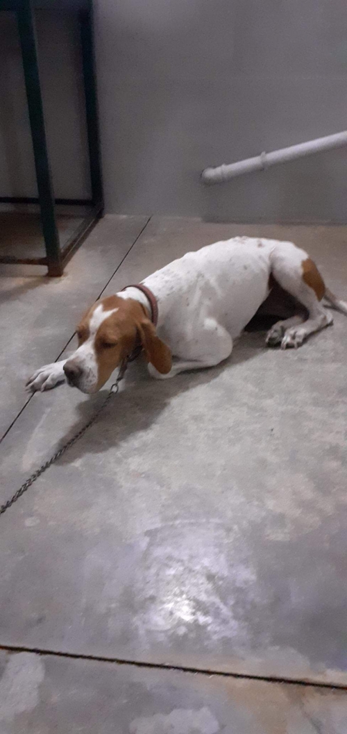 პოინტერი დინა