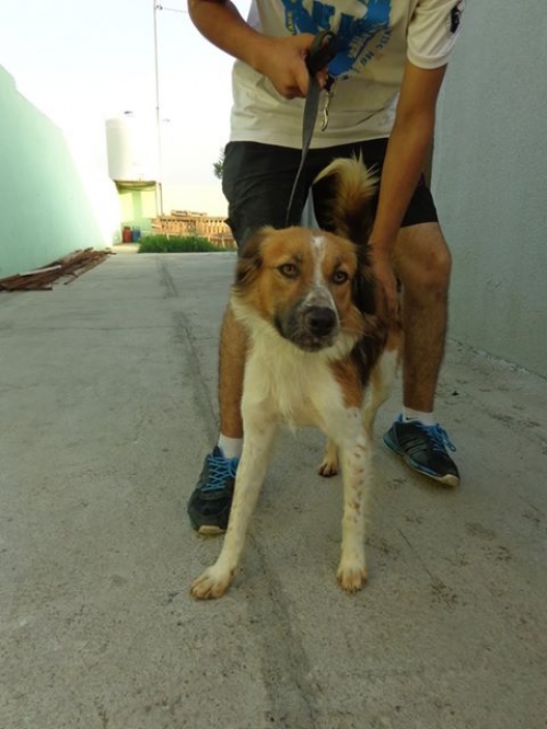 მეტისი უსახელო