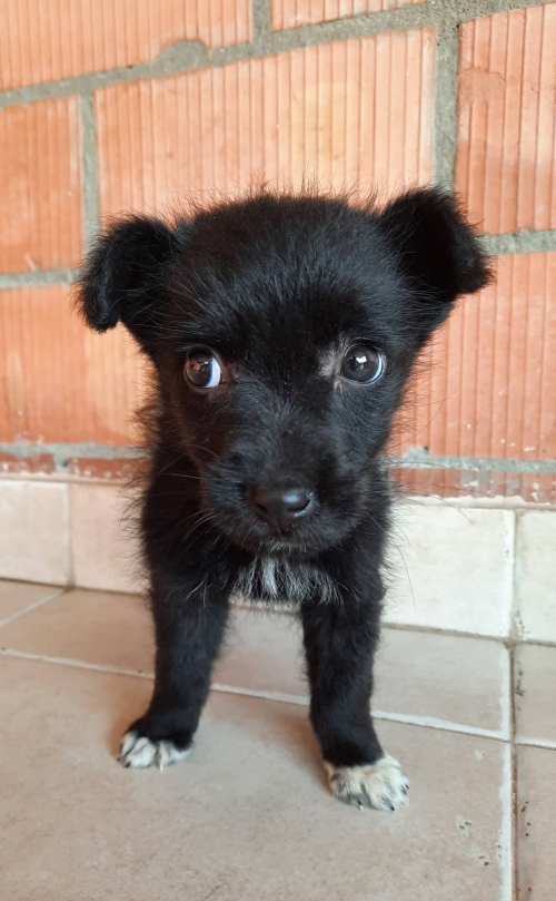 მეტისი ჭიათურა