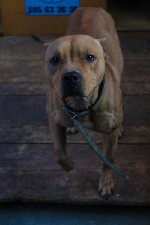 პიტი ჯესი