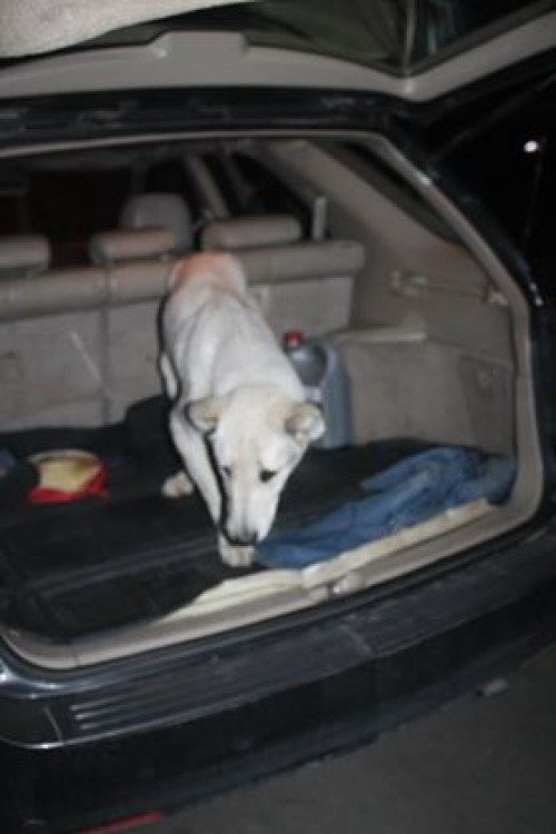 მეტისი უსახელო