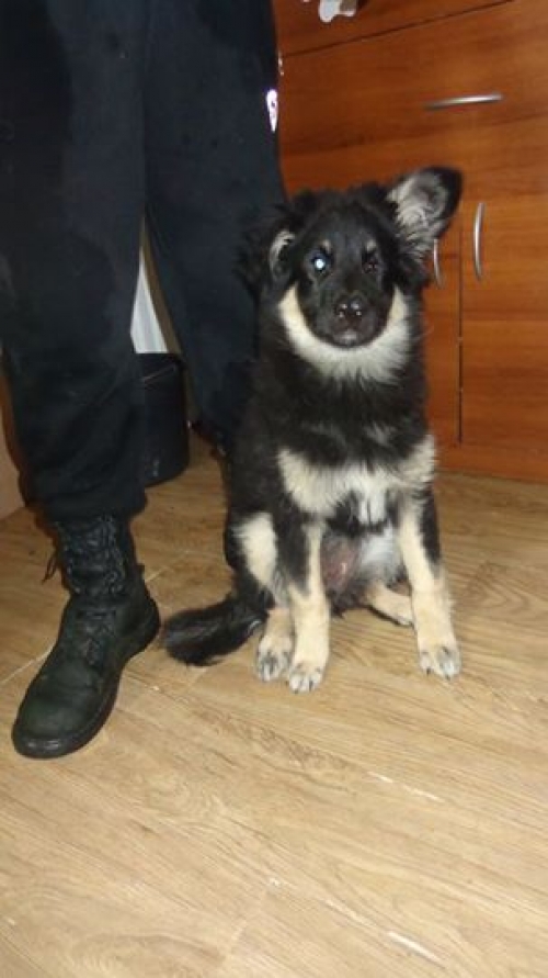 მეტისი მურა