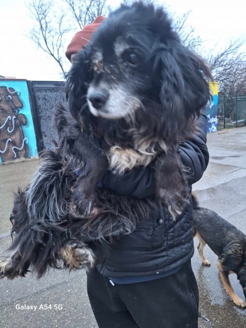 რუსული კოკერ სპანელი დუშეთის რაიონი სოფელი ტონჩა