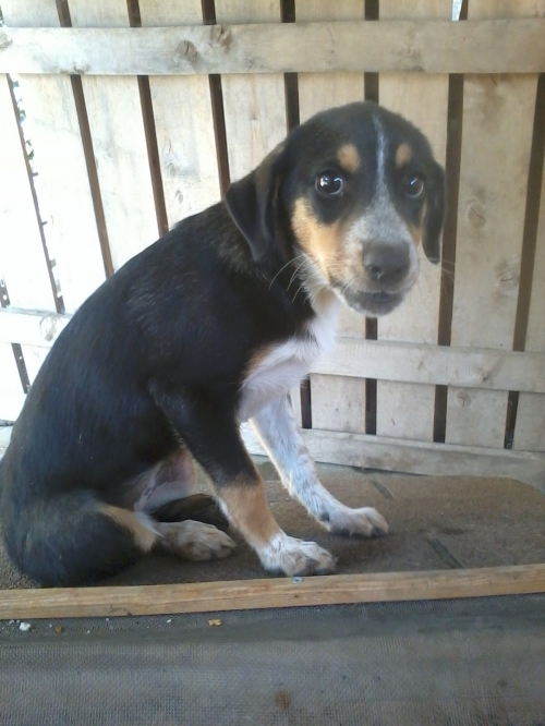 ქართული ქოფაკი ჯესი